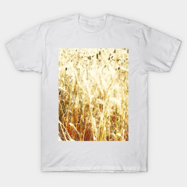 Field, crops, fields, spring, summer, rural, farm, farming, landscape, nature, botanical, farms, leaves, wheat, barley, gold, orange yellow, graphic-design, digital, photography, T-Shirt by PrintedDreams